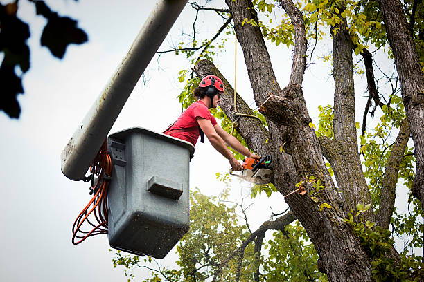 Best Commercial Tree Services  in Oceanside, CA